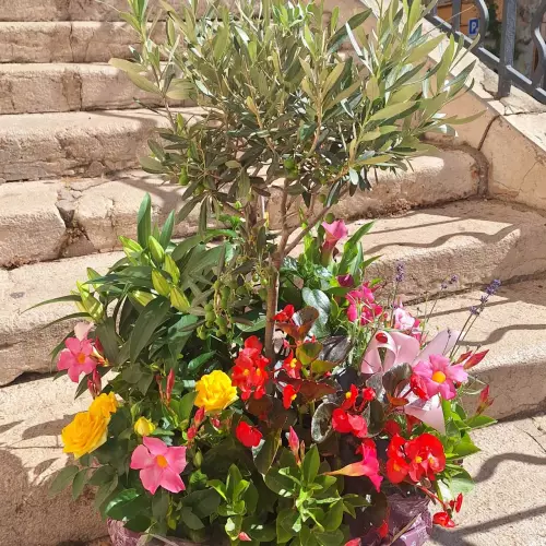 Coupe de plantes d'extérieur multicolore