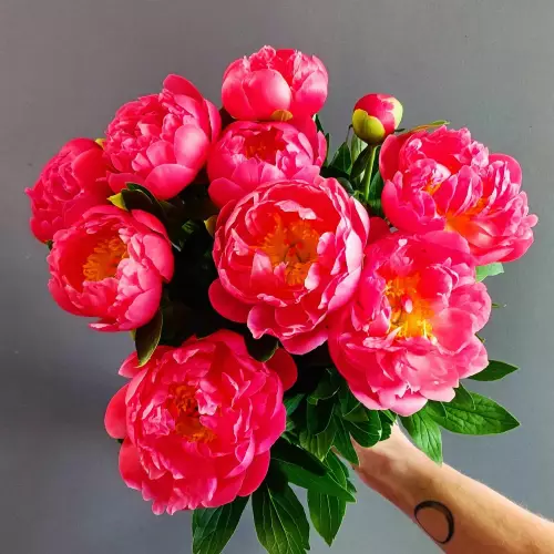 Pivoines en folie