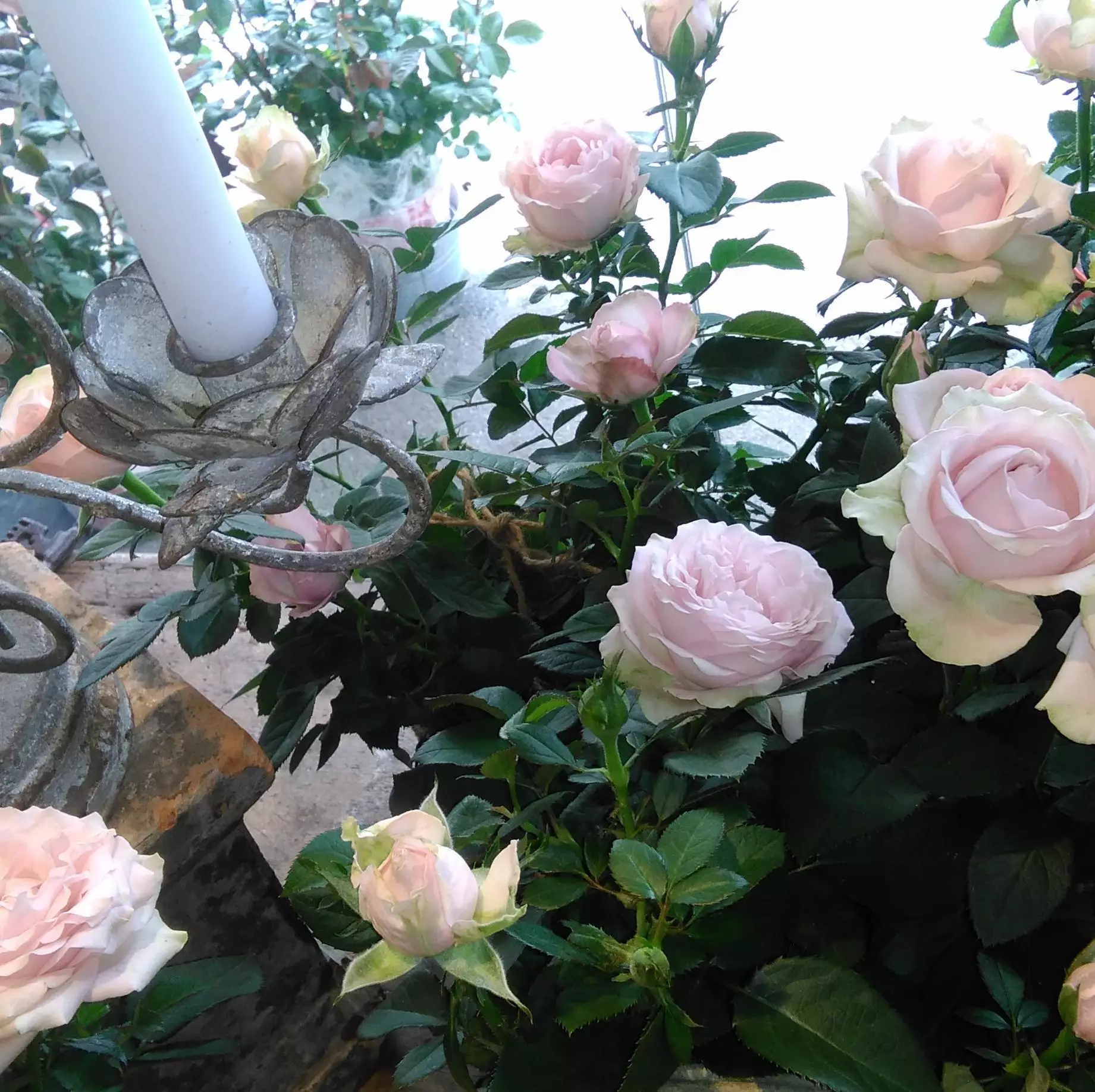 Rosier