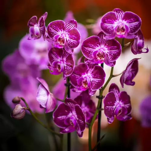 Orchidée