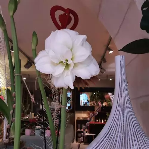 Amaryllis
