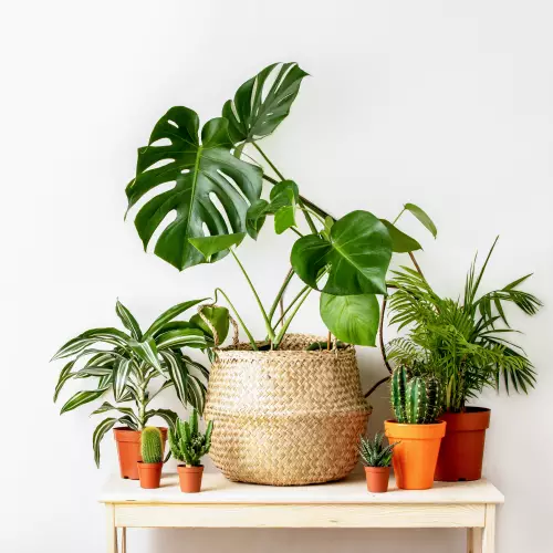 Plantes vertes