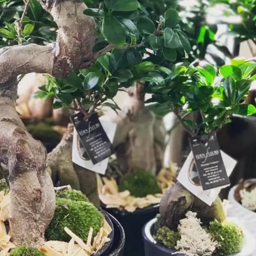 Ficus ginseng