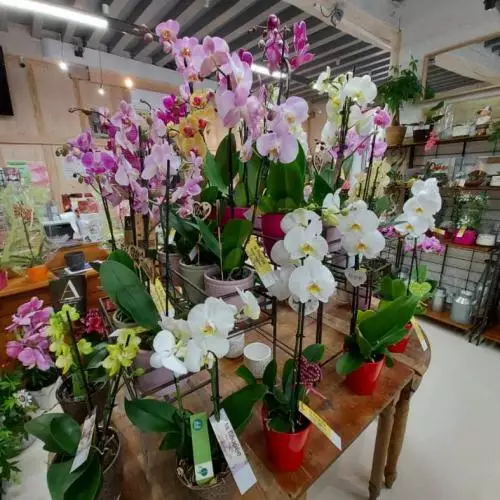 Orchidées