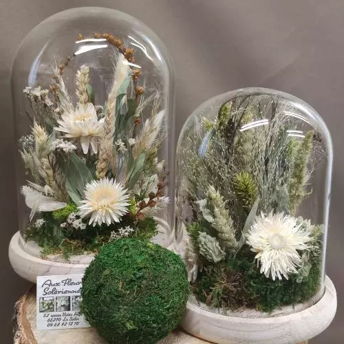Fleurs séchées, cloche blanche