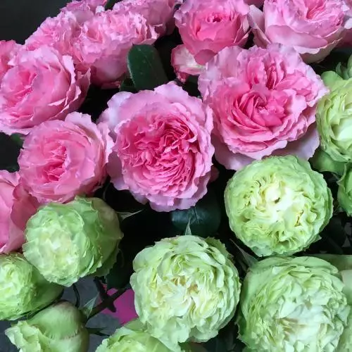Roses