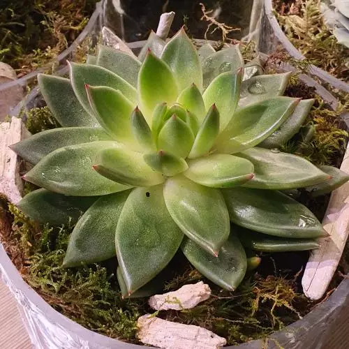 Echeveria