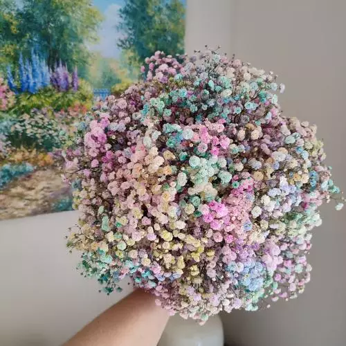 Gypsophile