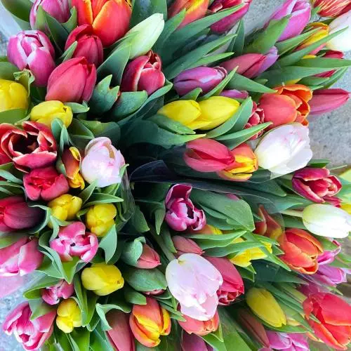 Tulipes