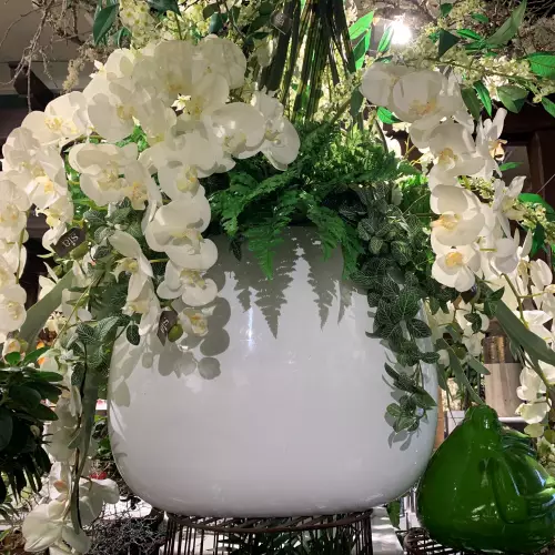 orchidée
