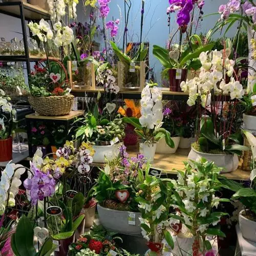 les orchidees