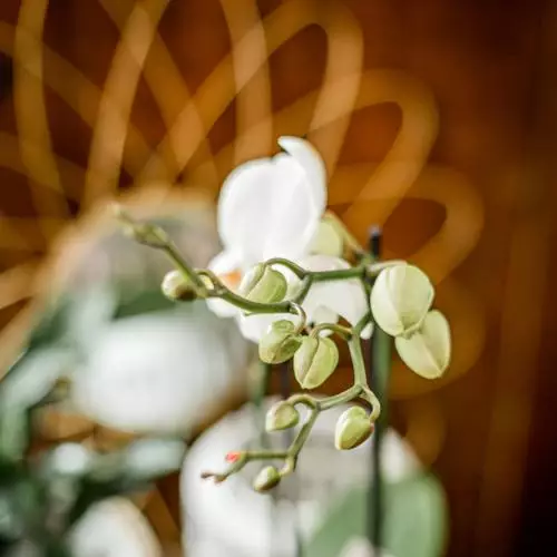 Orchidée