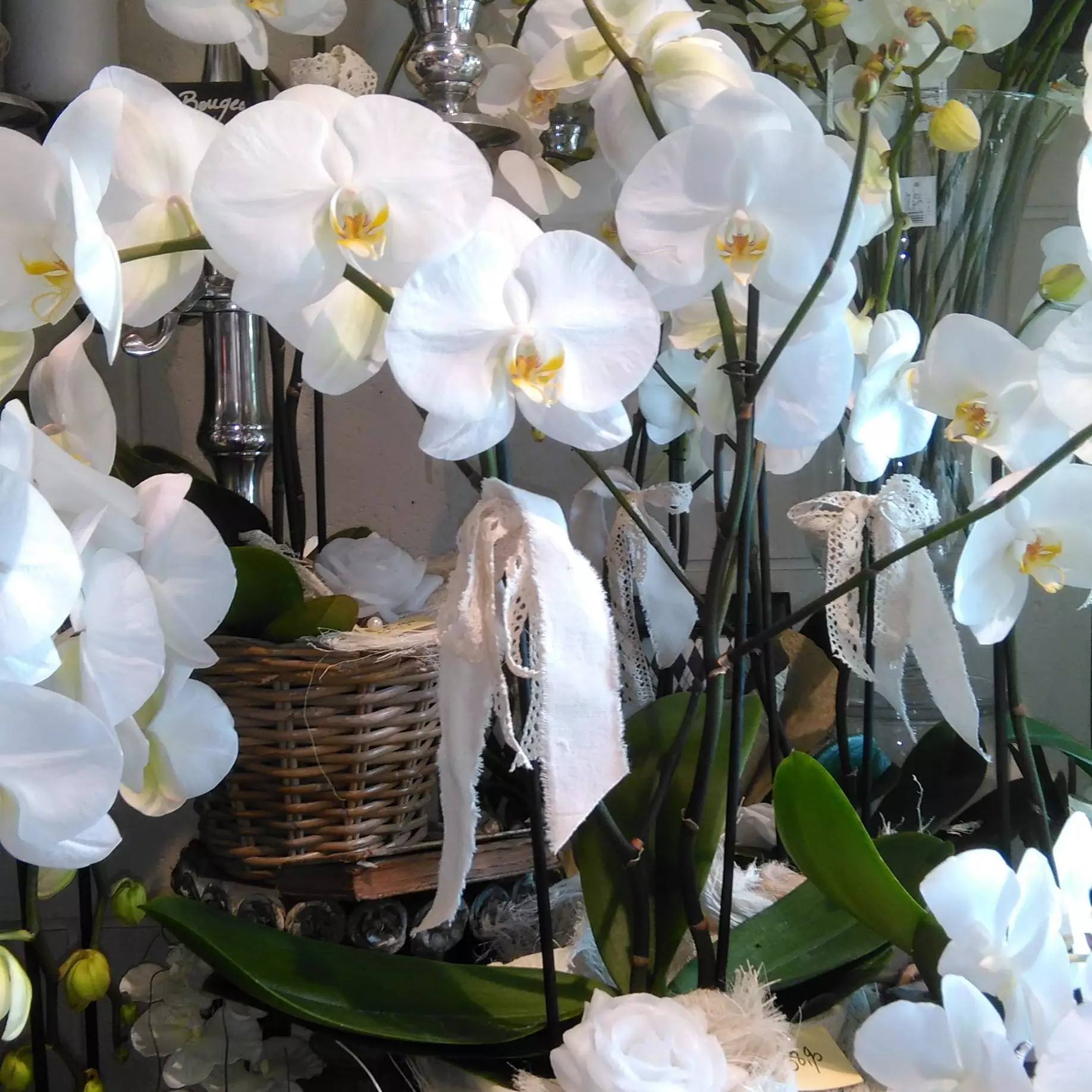 Orchidée Phalaenopsis