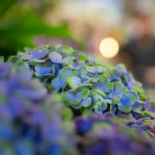 Hortensia