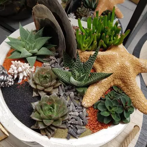 composition de plantes aloe