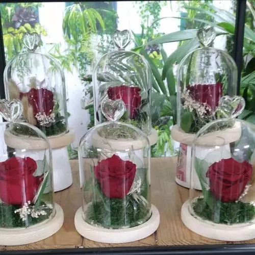 Roses éternelles sous cloches
