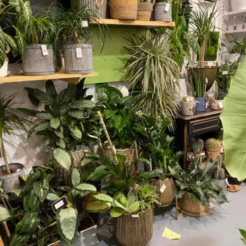 Plantes vertes