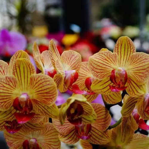 Orchidées