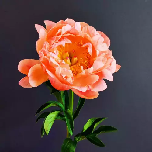 Pivoine sacrée