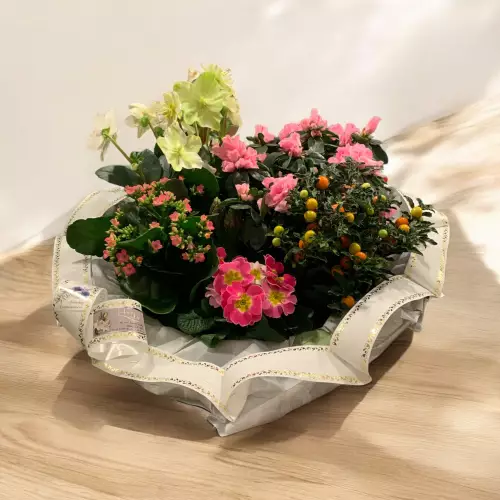Coupe de plantes de saison