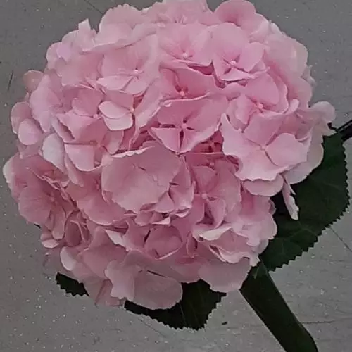 Hortensia