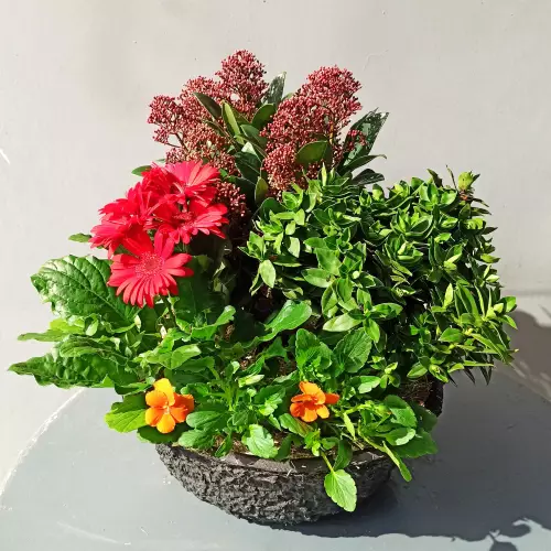 Composition de plantes