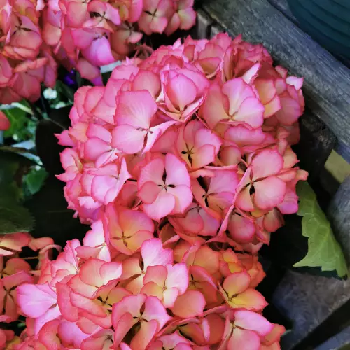 Plante fleurie hortensia