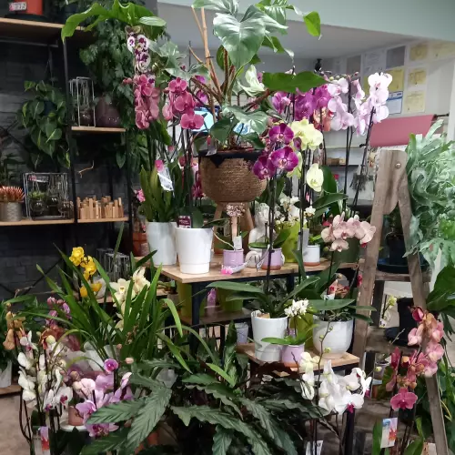 Etalage de plantes intérieur