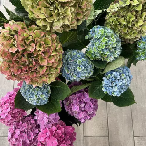 BOUQUET