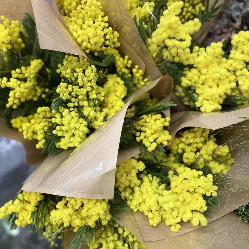 MIMOSA