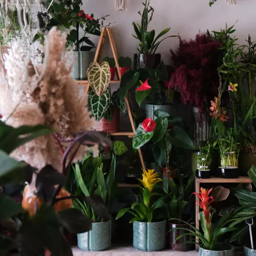 Nos plantes