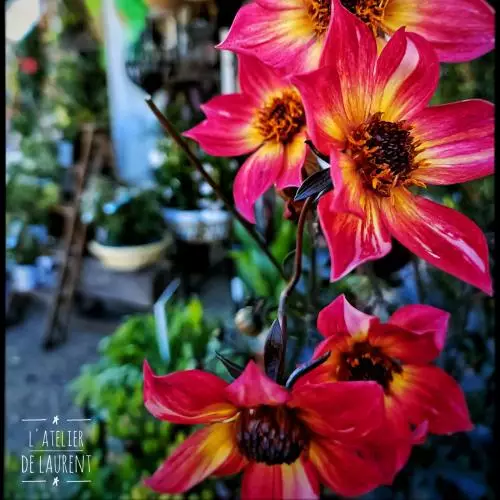 Dhalia