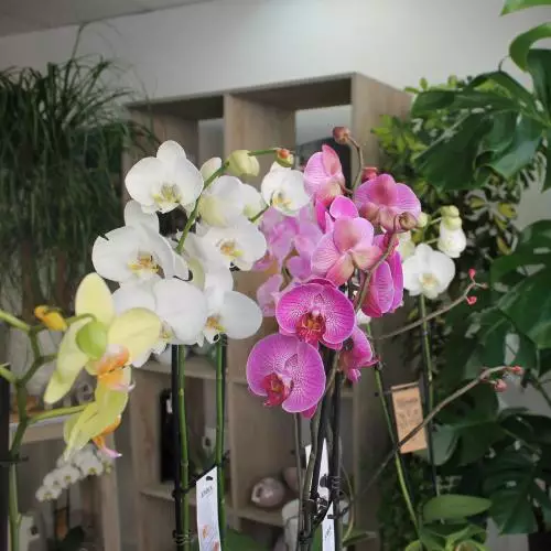 Orchidées