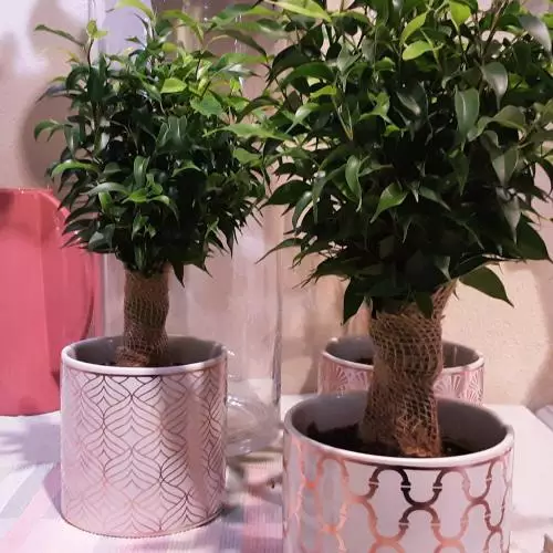 Plantes variés