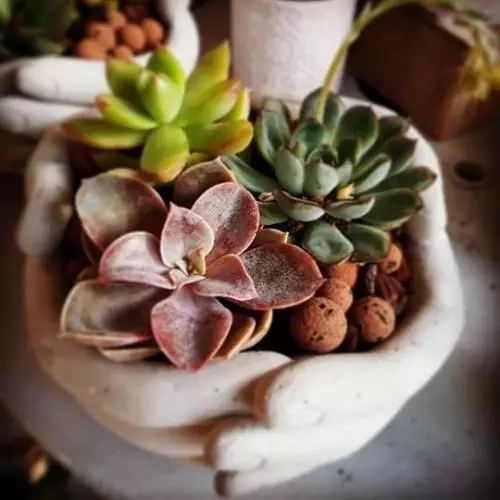 Petites mains de succulentes