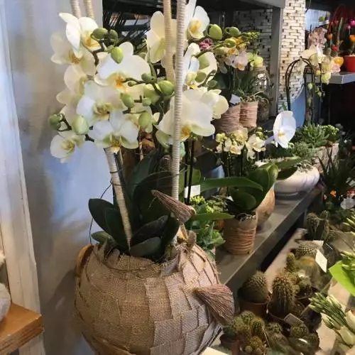 Orchidée boule