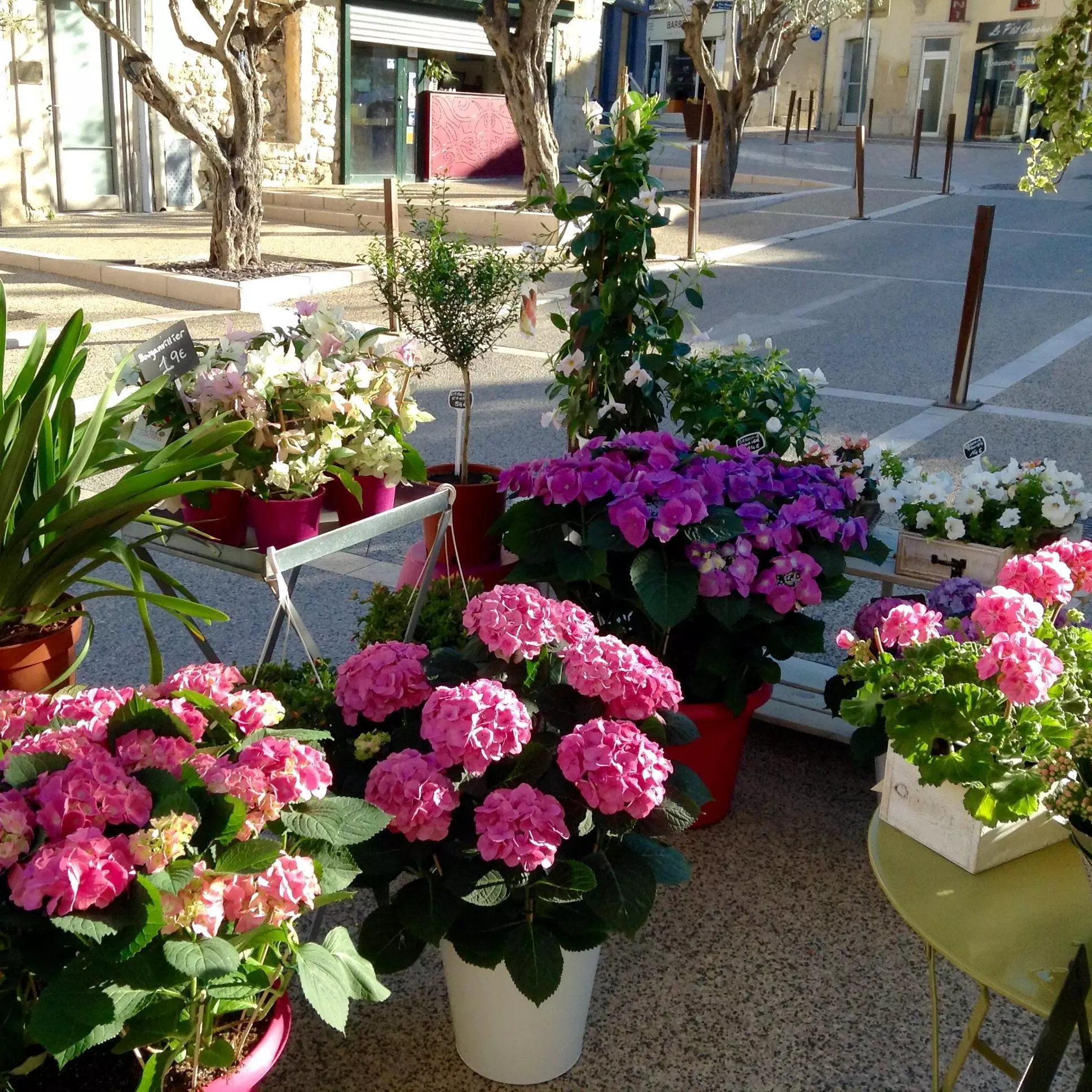 Terrasse été hortensias région
