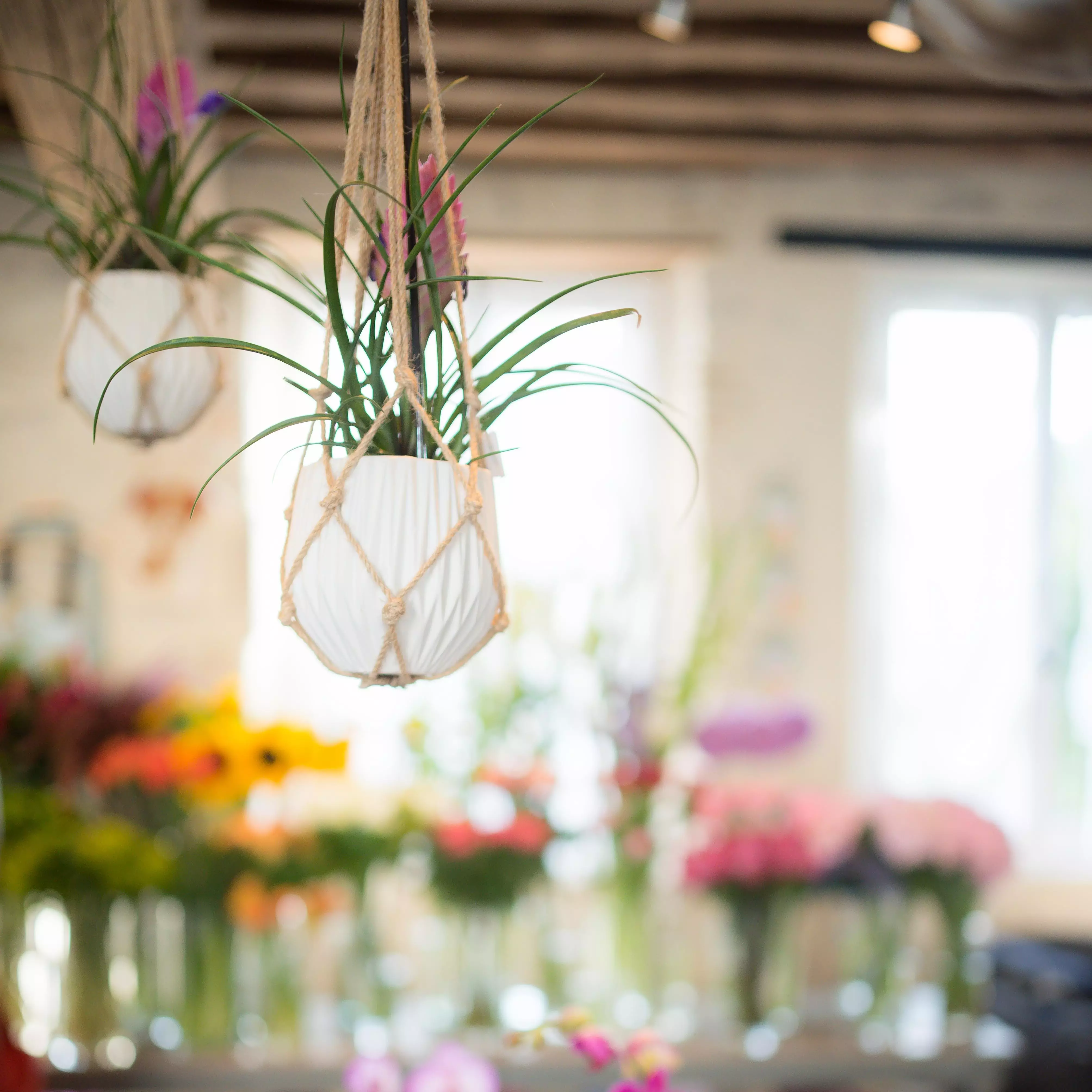 Des plantes, des fleurs, de la décoration - Fan De Fleurs