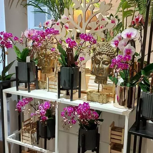 Nos orchidées