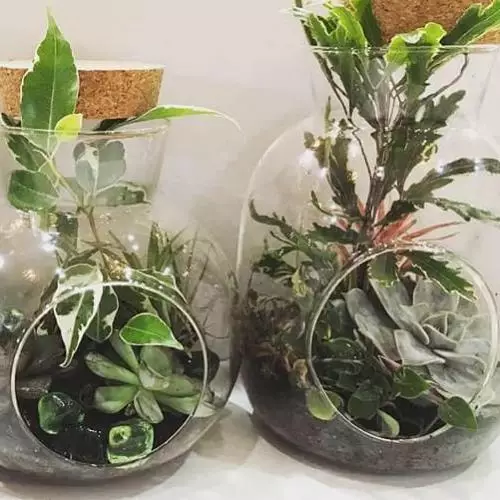 PLANTES