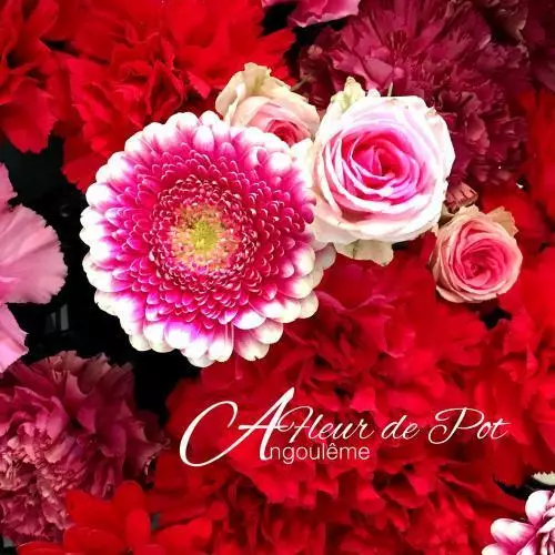 A FLEUR DE POT ANGOULÊME 05 45 92 52 57