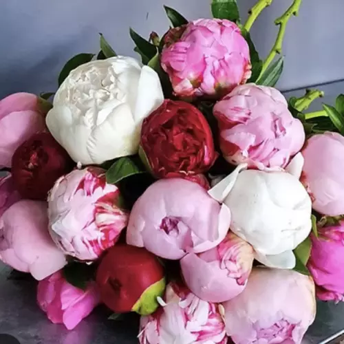 Tout pivoines