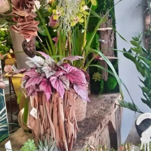 Plantes diverses
