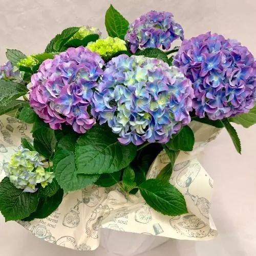 Hortensia