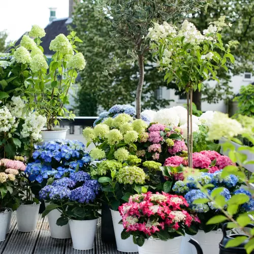Collection d'hydrangéas
