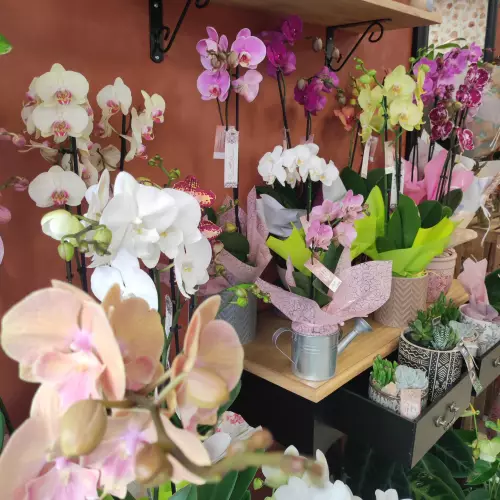 Orchidées