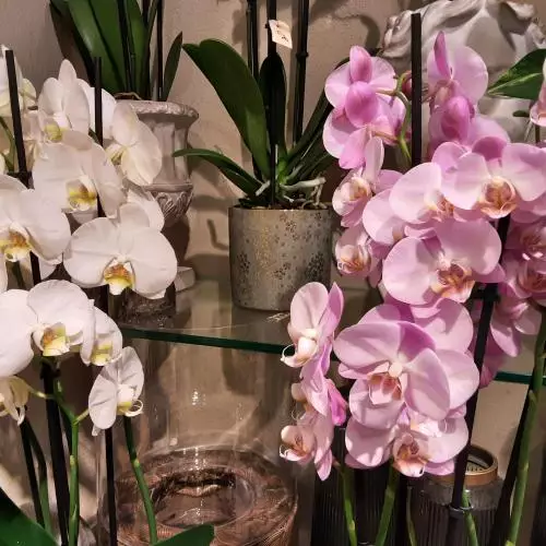 Orchidée