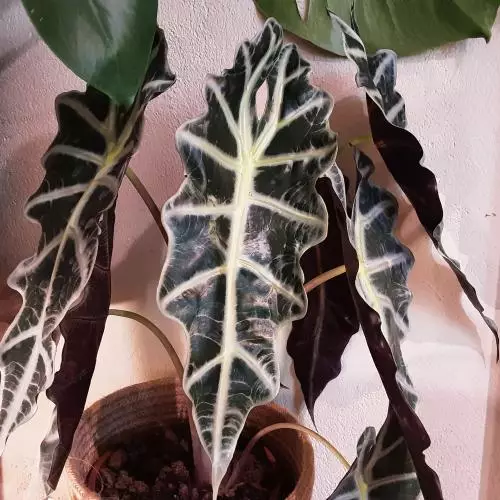 Alocasia